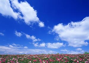 安心と信頼の葬儀プランをご提案｜川越市で選ばれる葬儀サービスのポイント